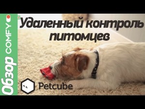 Обзор Petcube Camera — играем с животными на расстоянии!
