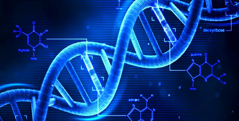 Создана первая в мире живая биофлешка ДНК