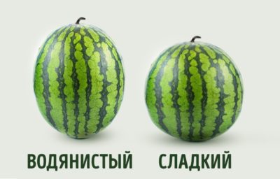 Как выбрать вкусный арбуз-девочка или мальчик