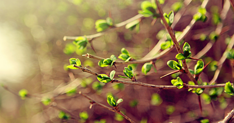 Hello, spring, или 4 шага – и весна в доме