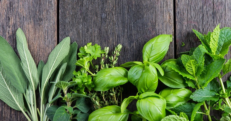 Витамины круглый год: выращиваем зелень на кухне