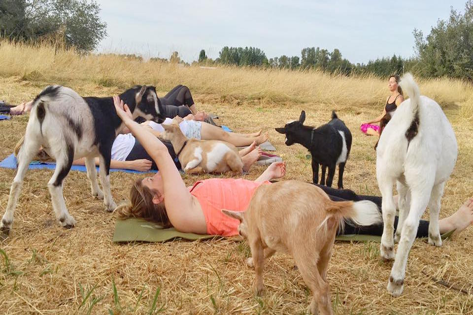 Йога с козами-фото 3