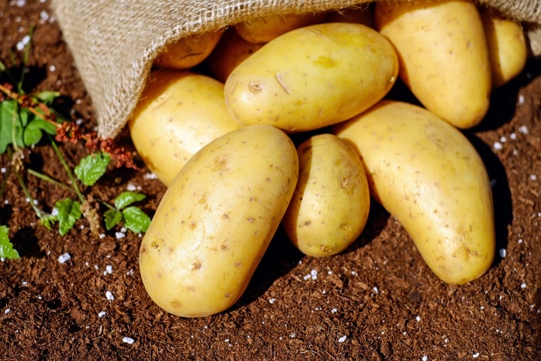 potatoes-vegetables-erdfrucht-bio-144248