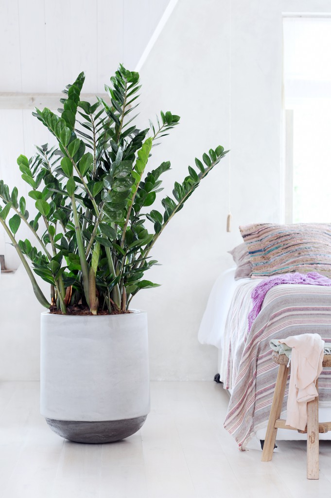 Замиокулькас-цветок для спальни