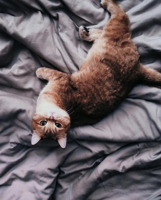 Кот в постели-фото