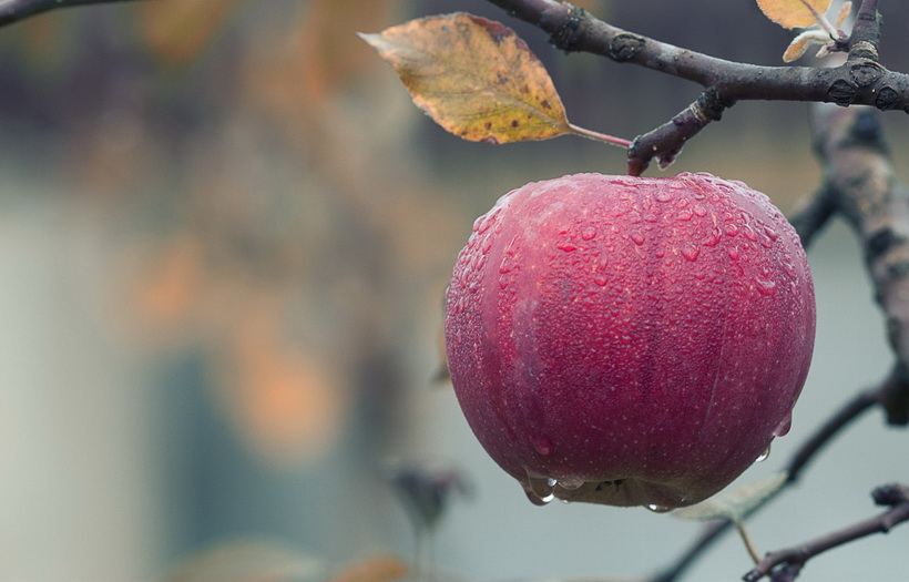apple-food autumn