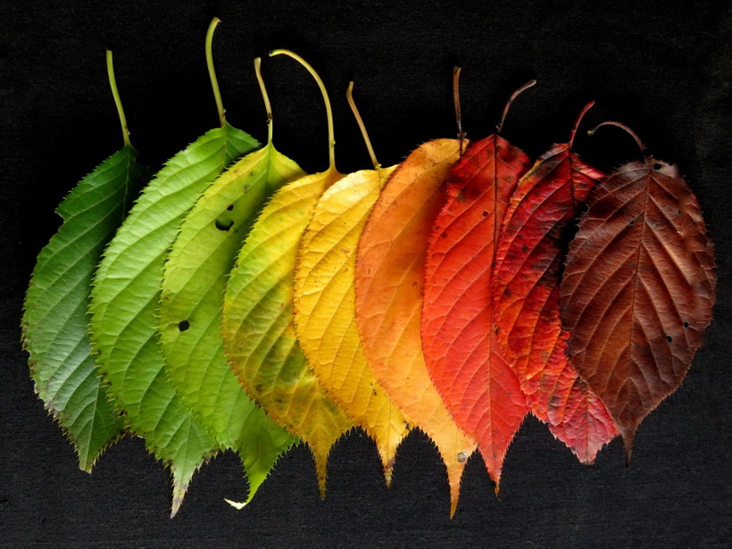 autumn-leaves colourful