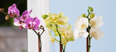 Як доглядати за орхідеєю Фаленопсіс в домашніх умовах