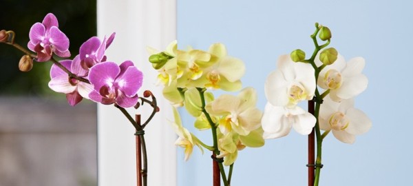 Как ухаживать за орхидеей Фаленопсис в домашних условиях