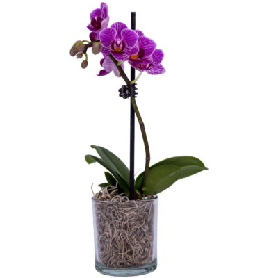 Уход за орхидеями в домашних условиях купить пороки