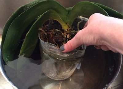 Уход и полив орхидеи в теплое время года
