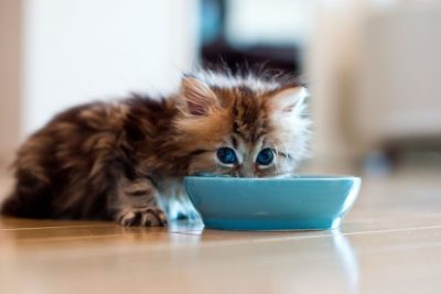 Чем можно кормить маленького котенка: ТОП-20 советов COMFY