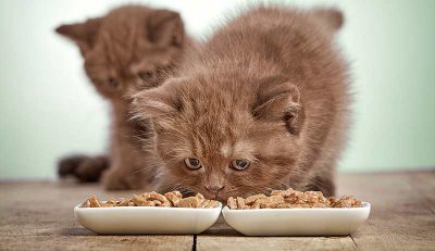 Чим годувати кошеня