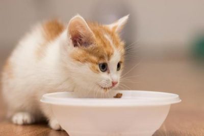 Харчування кошенят