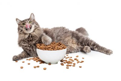 Сколько раз кормить котенка