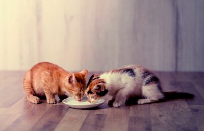 Харчування кошенят