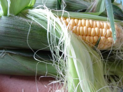 Частично открытый свежий початок молодой кукурузы