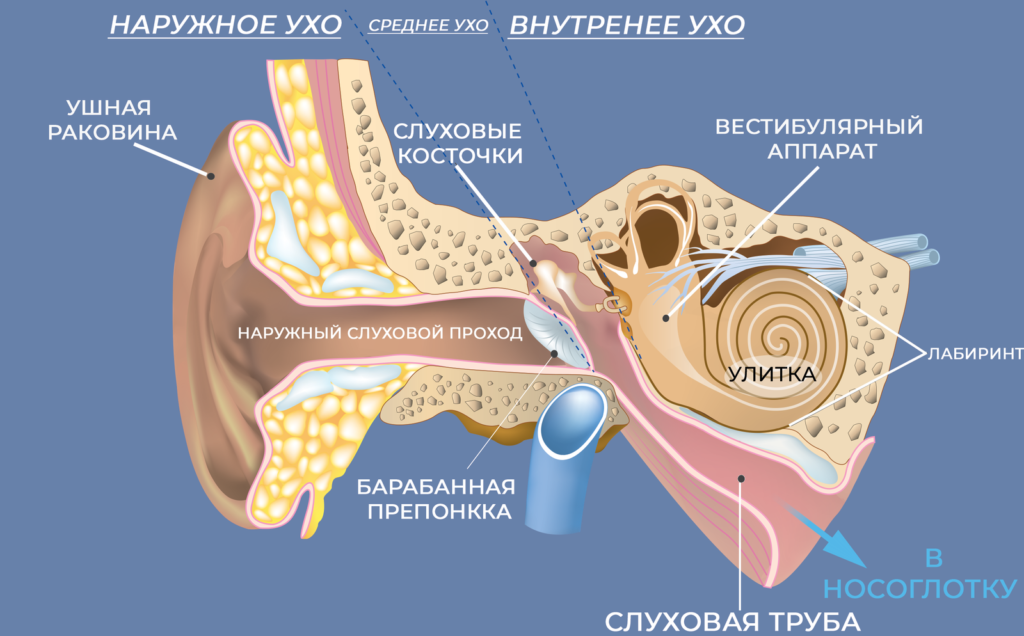 Схема ушного канала