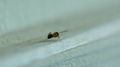  Як позбутися від мурашок в будинку: Виявлено розвідник