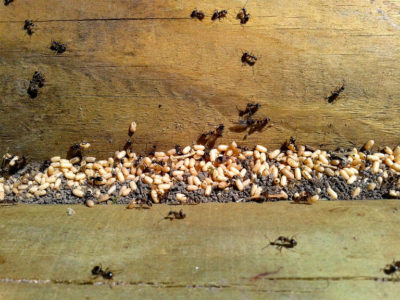  Як позбутися від мурашок в будинку: Відшукати гніздо