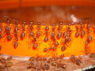  Як боротися з мурахами: Яд-приманка