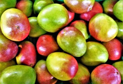Як посадити і виростити манго в домашніх умовах