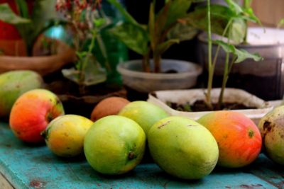  як посадити манго
