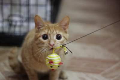 как сделать игрушку для кота в домашних условиях