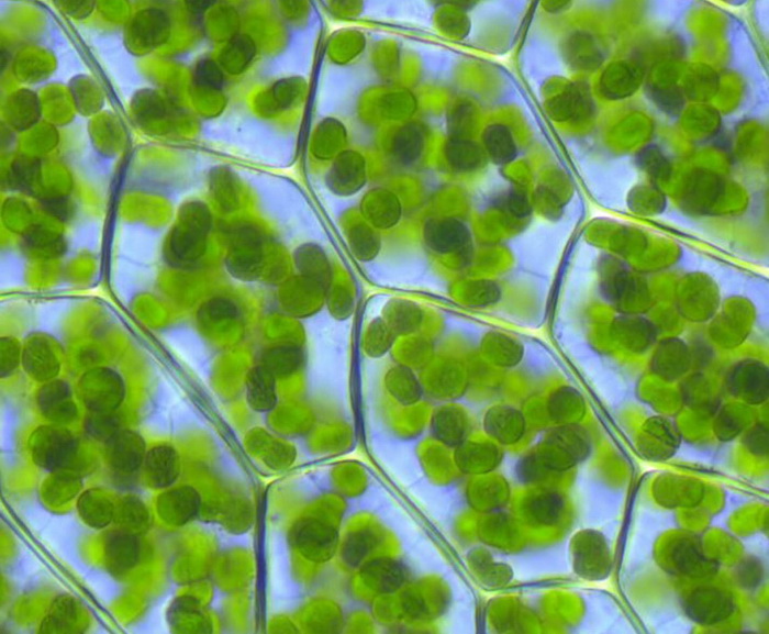 Хлорофилл-под микроскопом