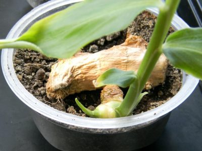 how to grow ginger