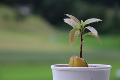 Как посадить и вырастить авокадо из косточки?