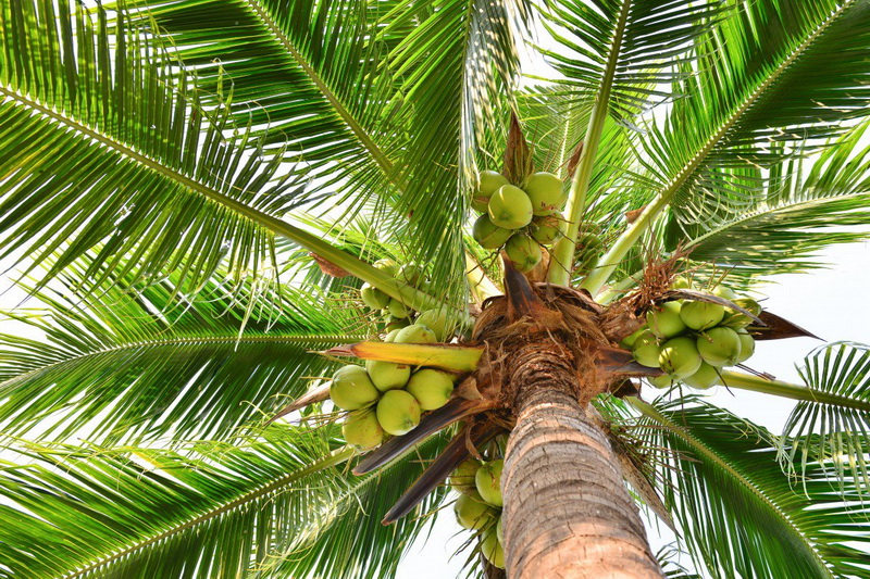 Кокосовая пальма-как растут кокосы