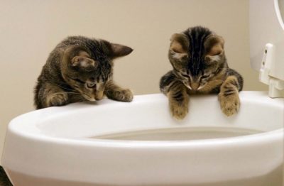  як привчити кошеня до туалету