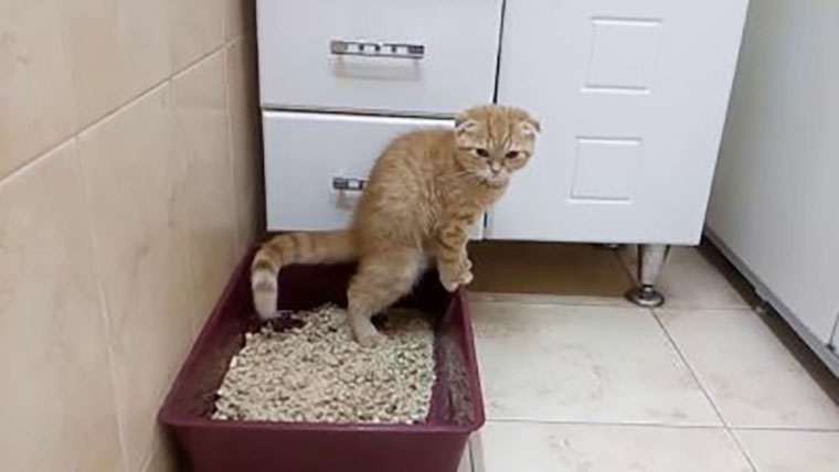 Как научить котенка ходить на лоток