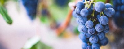 Сезон винограду: 3 оригінальних рецепти