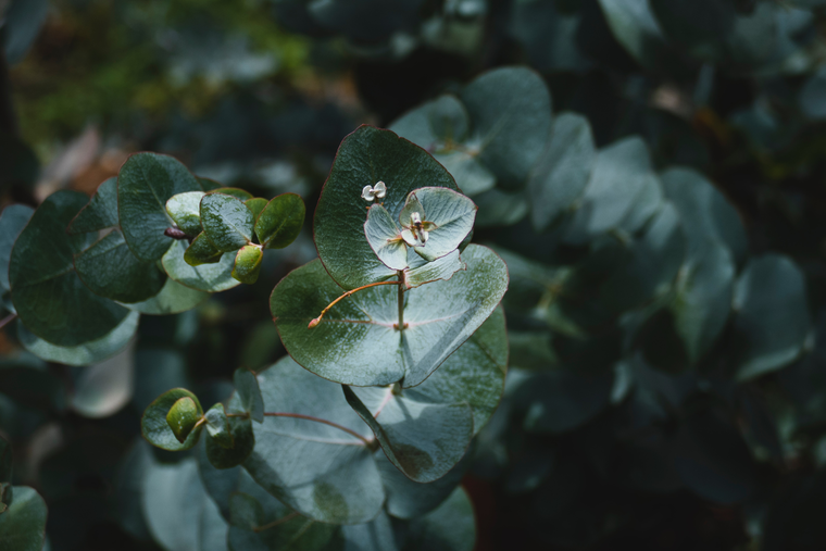 Эвкалипт — эффектное растение, которое приятно пахнет и очищает воздух квартиры