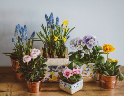 Природная ароматерапия: благоухающие комнатные растения
