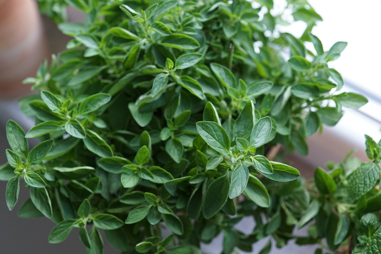 Орегано — декоративное растение, источник полезных веществ