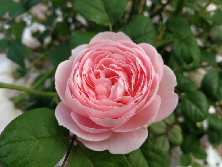 Роза — популярное среди цветоводов растение